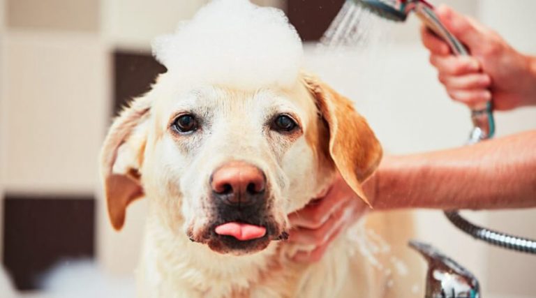 benefits-associated-with-dog-grooming-brickell-vsitut