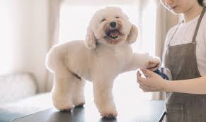 Dog Grooming