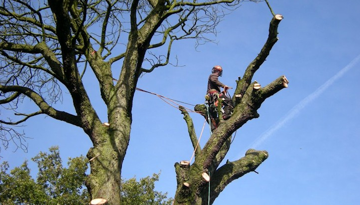 Tree Surgeon 