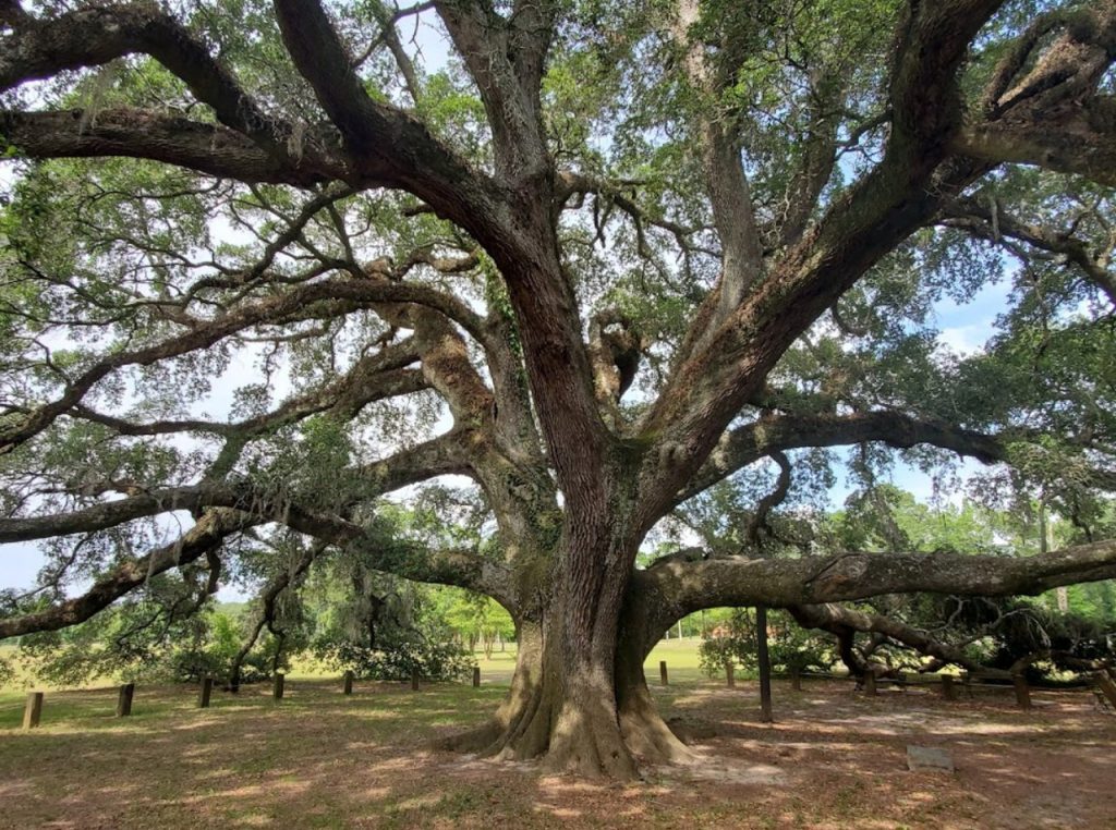 oak trees in kansas
