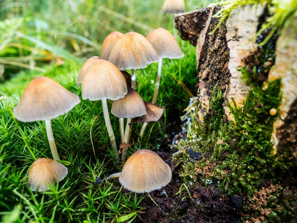  Magic Mushrooms